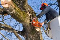 Tree Cutters